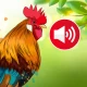 Animal sounds & wallpaper icon