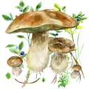 Na grzyby icon