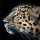Cheetah Leopard Wallpaper icon