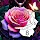 Color Up - Color By Number icon