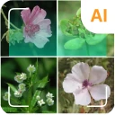 Identifiant de plante icon