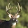 Whitetail Deer Calls Pro icon