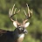 Whitetail Deer Calls Pro icon