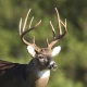 Whitetail Deer Calls Pro icon