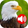 Animal Ringtones icon