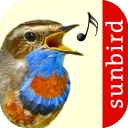 Vogelstimmen Id - Ruf + Gesang icon
