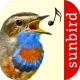 Vogelstimmen Id - Ruf + Gesang icon