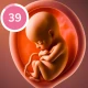 Pregnancy Tracker and Baby App icon