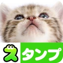 猫スタンプ（実写スタンプ） icon