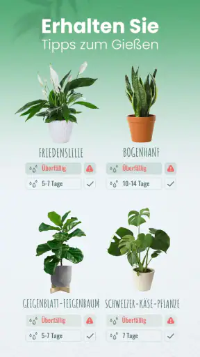 Blossom - Pflanzen bestimmen screenshot