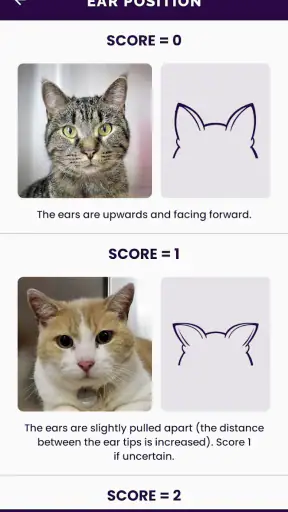 Feline Grimace Scale screenshot