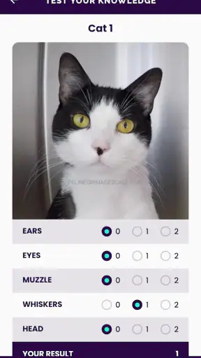Feline Grimace Scale screenshot