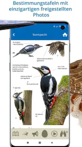 NABU Vogelwelt Vögel Bestimmen screenshot