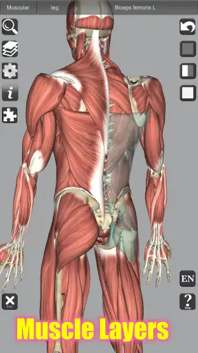 3D Bones and Organs (Anatomy) screenshot