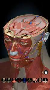 Anatomy Learning By Dr. Blanco screenshot