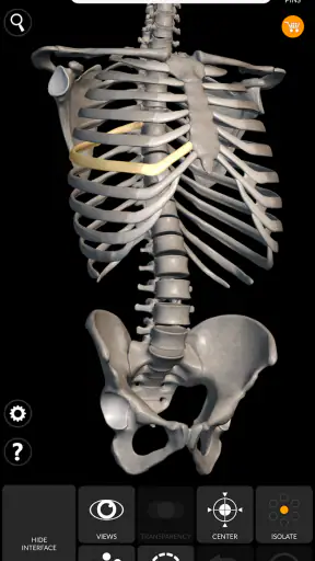 Skeleton | 3D Anatomy screenshot