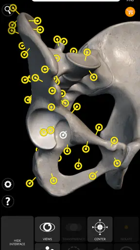 Skeleton | 3D Anatomy screenshot