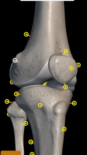 Skeleton | 3D Anatomy screenshot