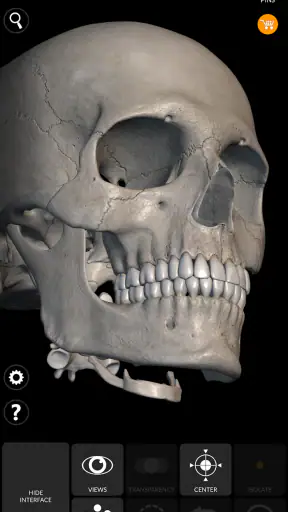 Skeleton | 3D Anatomy screenshot
