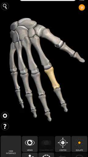 Skeleton | 3D Anatomy screenshot