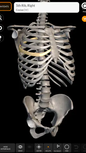 Skeleton | 3D Anatomy screenshot
