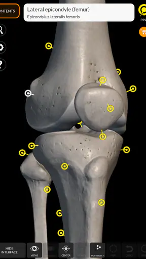 Skeleton | 3D Anatomy screenshot
