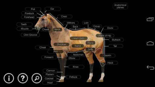 Horse Anatomy: Equine 3D screenshot