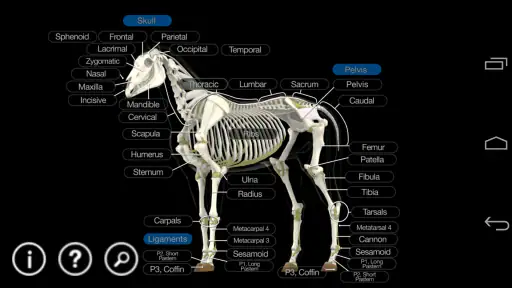 Horse Anatomy: Equine 3D screenshot