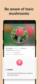 Picture Mushroom - Mushroom ID screenshot