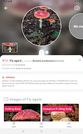 Picture Mushroom - Mushroom ID screenshot