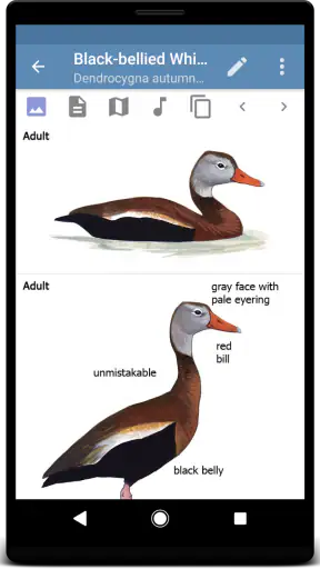 Sibley Birds 2nd Edition screenshot