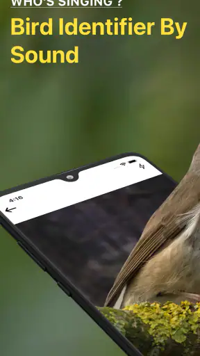 Bird Identifier: Chant Oiseaux screenshot
