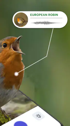 Bird Identifier: Chant Oiseaux screenshot