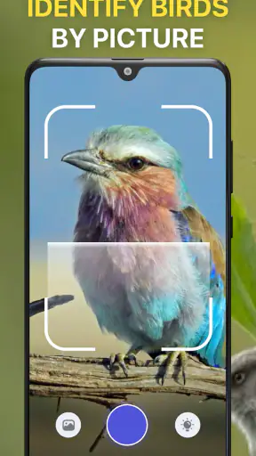 Bird Identifier: Chant Oiseaux screenshot