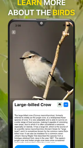 Bird Identifier: Chant Oiseaux screenshot