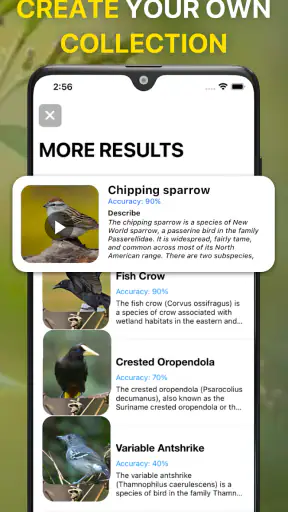 Bird Identifier: Chant Oiseaux screenshot