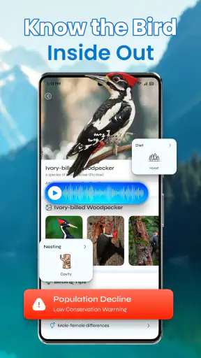 Identification des oiseaux screenshot