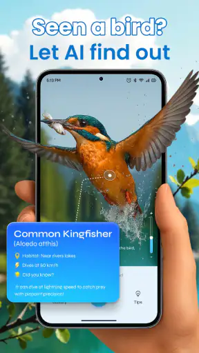 Identification des oiseaux screenshot