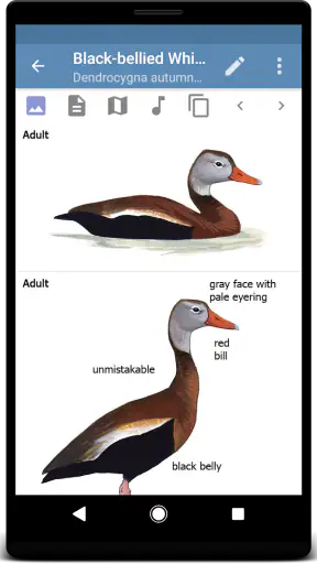 Sibley Birds 2nd Edition screenshot