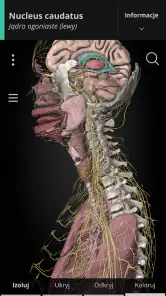 Anatomyka - Anatomia 3D screenshot