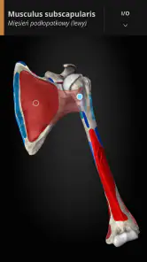 Anatomyka - Anatomia 3D screenshot