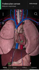Anatomyka - Anatomia 3D screenshot
