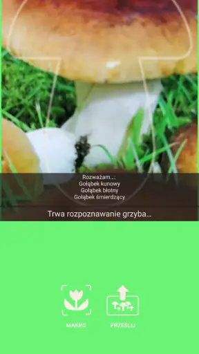 Na grzyby screenshot